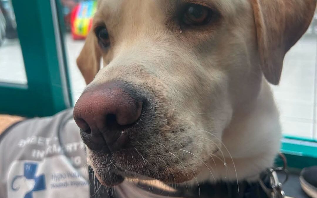 Could You Give Bolt His Forever Home?