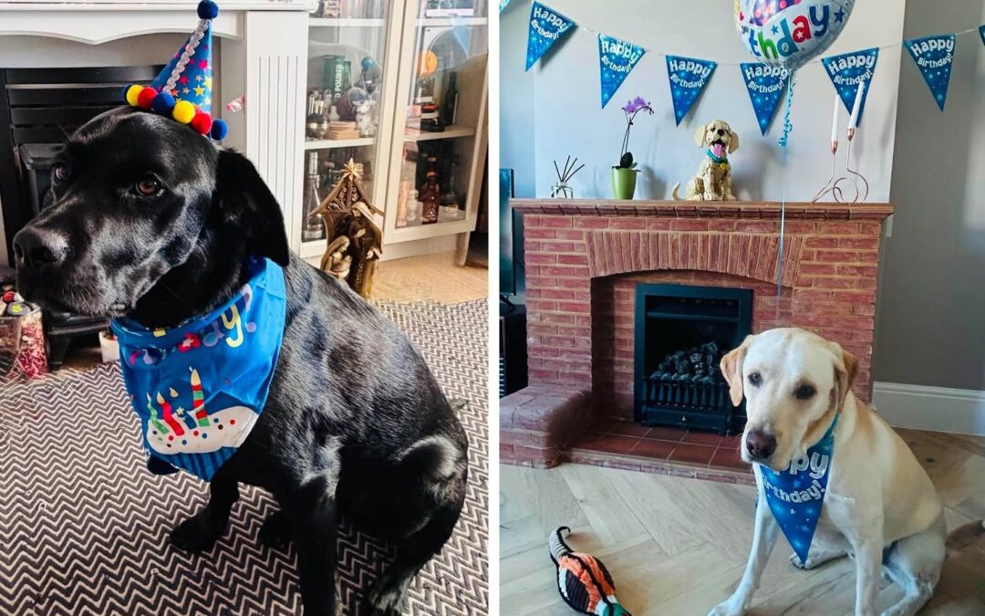 Two Today! Happy Birthday to Chip and Dale